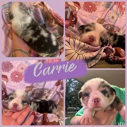 Carrie - Blue merle and white female American Corgi puppy in Payson, Illinois from Creek Farm Corgis