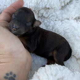 Growlithe - Red male Bordoodle puppy in Canfield, Ohio from Poo's Doo's & Inu's