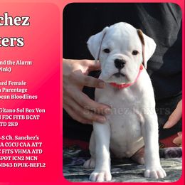 Hot Pink Collar - White female Boxer puppy in Spring, Texas from Sanchez Boxers