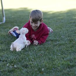 Miniature Schnauzer Puppies from Snowflake Schnauzers