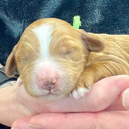 Green Male - Apricot male Goldendoodle puppy in Great Falls, Montana from Montana Goldendoodles