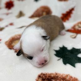 Heath - Red male Pembroke Welsh Corgi puppy in Columbia, Tennessee from Wiggle B Ranch Corgis