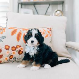 Swanson - Tri-color male Bernedoodle puppy in Murray, Utah from Sun Valley Doodles