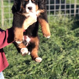Bernese Mountain Dog Puppies from Foggy Mountain Berners