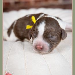 Leslie - Brown and white female Cockapoo puppy in Connersville, Indiana from Deaz Doodle Ranch
