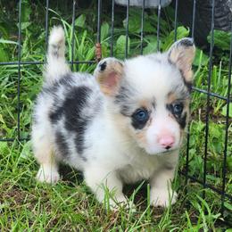 Rigel - Blue merle and white male American Corgi puppy in Dunbar, Nebraska from Nightstreak Corgis