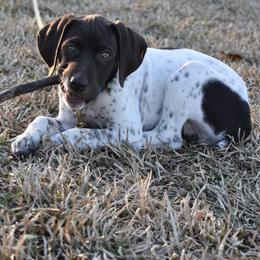 German Shorthaired Pointer, Miniature American Shepherd, Miniature Australian Shepherd, and Toy Australian Shepherd Puppies from Foxtail Hollow