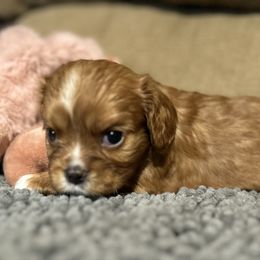 Scarlet - Ruby female Cavalier King Charles Spaniel puppy in Shoals, Indiana from Willow Valley Farm