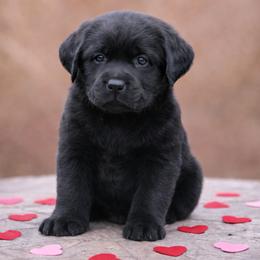 Labrador Retriever puppies from Briar Hill Labradors PA 12145