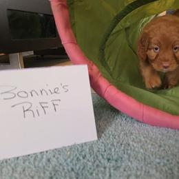Bonnie's Riff - Red gold female Nova Scotia Duck Tolling Retriever puppy in Austin Tx, Texas from Hearts and Paws