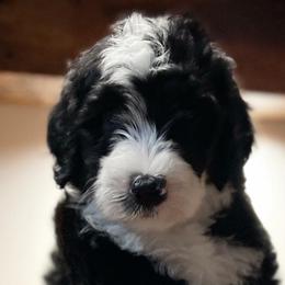Kit - Male - Black and white Sheepadoodle puppy in Surprise, Arizona from Desert Lily Doodles