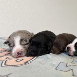 Australian Shepherd puppies from Sun Kissed Aussies