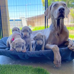 German Shorthaired Pointer and Weimaraner Puppies from SilverBay GunDogs