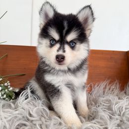 Boo Boo - Gray and white male Pomsky puppy in La Verne, California from Red Cedar Pomskies