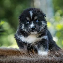 Pomsky Puppies from Pioneer Peak Pomskies