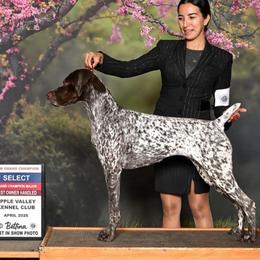 Scarlet - German Shorthaired Pointer