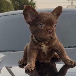 French Bulldogs from westsidefrenchies