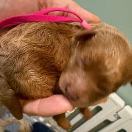Hot Pink (AKC) - Apricot female Poodle puppy in Tupelo, Mississippi from Ruby D. Farms