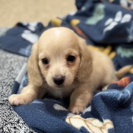 Winston - Cream male Dachshund puppy in Wharton County, Texas from Country Bumpkins
