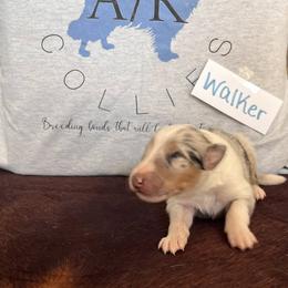 Collie Puppies from A/K Rough Collies