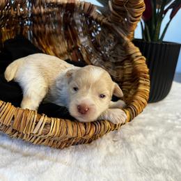 Hera - Wheaten female Miniature Schnauzer puppy in Menifee, California from Moonshine’s Minis