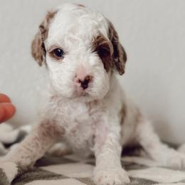 Renaldo - White male Cavapoo puppy in Mesa, Arizona from Pedersendoodles