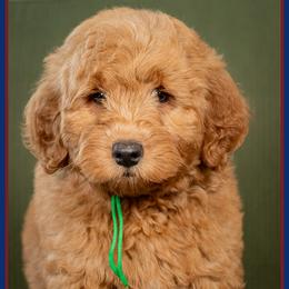 Buddy - Red  male Goldendoodle puppy in Connersville, Indiana from Deaz Doodle Ranch