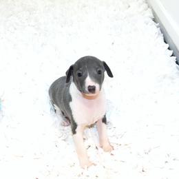 Gia Male 1 - Blue male Italian Greyhound puppy in Sparta Tn And Caryville Fl, Tennessee from Summerwind Kennel