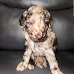 Light Blue Boy - Brown merle male Aussiedoodle puppy in Scottsboro, Alabama from Murphie and Banks Doodles