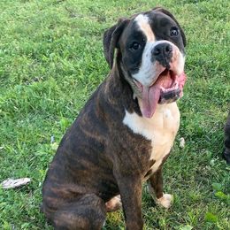 Boxer All Grown Up from von Ascalon