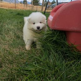 Green - White male Samoyed puppy in Erda, Utah from Desert Snow Samoyeds
