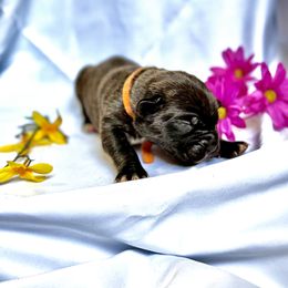Cane Corso Puppies from Mostro Legacy Kennel