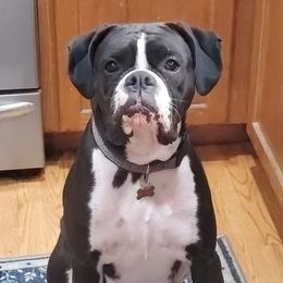 Jade - Boxer