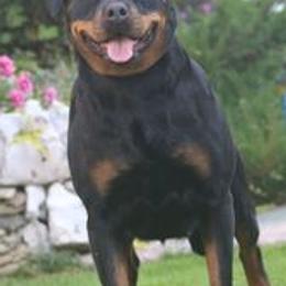 Rottweilers from Von Legendehaus Rottweilers