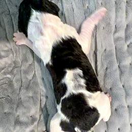 Briar - Parti male Goldendoodle puppy in Wake Forest, North Carolina from Wake Forest Darling Doodles
