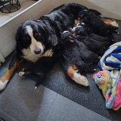 Poppy - Bernese Mountain Dog