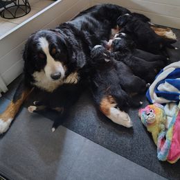 Poppy - Bernese Mountain Dog