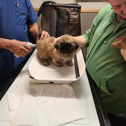 Shih Tzu Puppies from Tammy's Shihtzu Shack