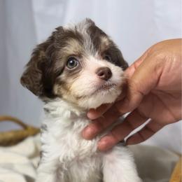 Twix - Brown and white female Aussiedoodle puppy in Los Angeles, California from LA’s Favorite Puppies