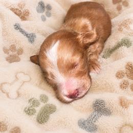 Charlie - Red  male Goldendoodle puppy in Cumberland, Rhode Island from minigoldendoodlesofRI