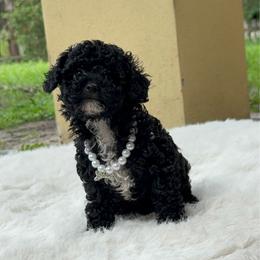 Onyx Tiny - Black male Poodle puppy in Florida from Puppies Forever 💙❤️🐶