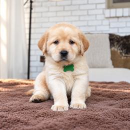 Honey- Green Collar - Yellow female Labrador Retriever puppy in Charlotte, North Carolina from Patton Premier Labradors
