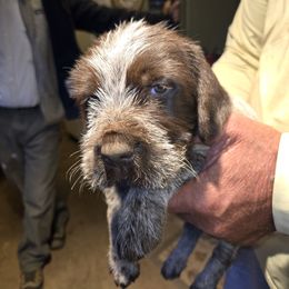 Boy 4 - male Wirehaired Pointing Griffon puppy in Flagstaff, Arizona from Agassiz Wirehaired Pointing Griffons