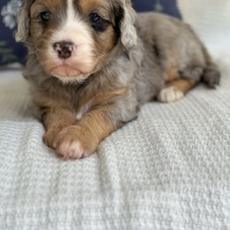 Bernedoodle Puppies from Blessings Pups Doodles