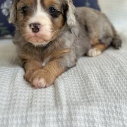 Bernedoodle Puppies from Blessings Pups Doodles