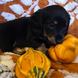Callie (Grey Anatomy litter) - Black and tan female Dachshund puppy in Proctor, Montana from Blue Star Dachshunds