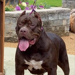Vuitton  - American Bully