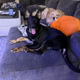 German Shepherd Puppies from Kyon Kennel LLC