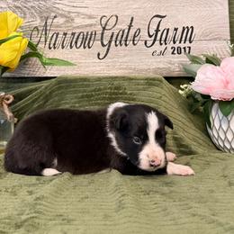 Scout - Black and white male Border Collie puppy in Moody, Texas from Narrow Gate Farm
