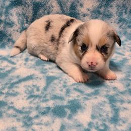 ARI ( Merle ) fluffy with tail intact - Blue merle and white female American Corgi puppy in Walker, Iowa from Double K Corgis